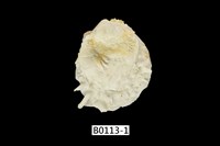 藏品(海菊蛤)的圖片